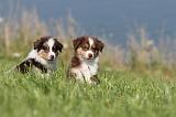 BERGER AUSTRALIEN PUPPIES 096